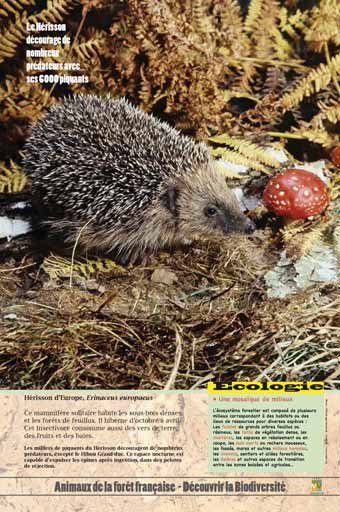 Panneau de l'exposition Animaux de la foret de France