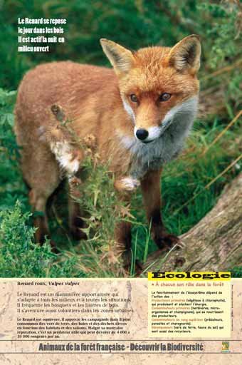Panneau de l'exposition Animaux de la foret de France