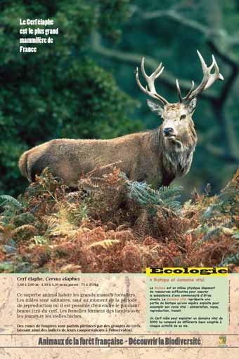 Panneau de l'exposition Animaux de la foret de France
