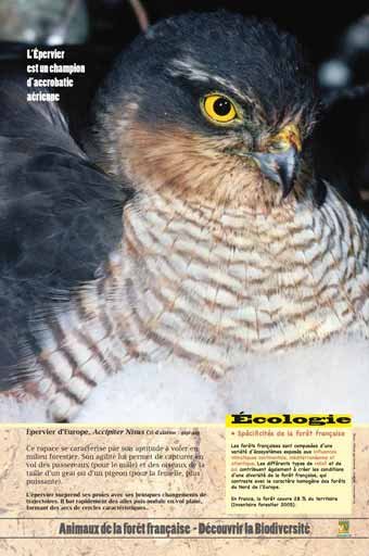 Panneau de l'exposition Animaux de la foret de France