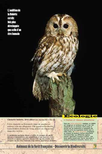 Panneau de l'exposition Animaux de la foret de France