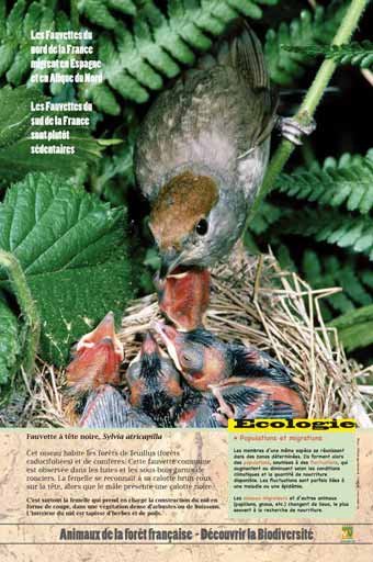 Panneau de l'exposition Animaux de la foret de France