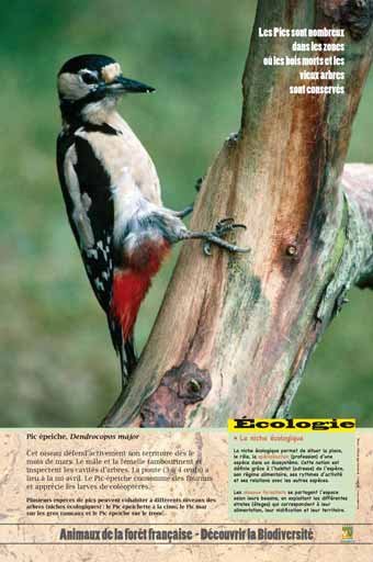Panneau de l'exposition Animaux de la foret de France