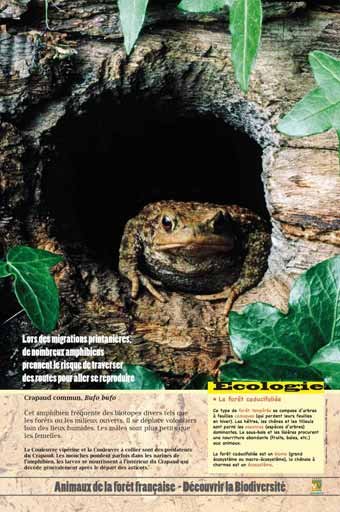 Panneau de l'exposition Animaux de la foret de France