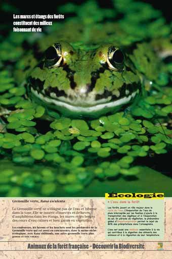 Panneau de l'exposition Animaux de la foret de France