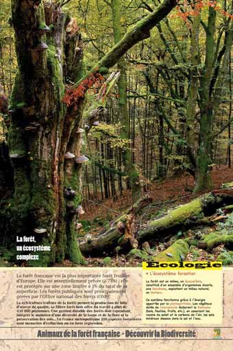 Panneau de l'exposition Animaux de la foret de France