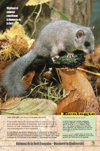 Panneau de l'exposition Animaux de la foret de France