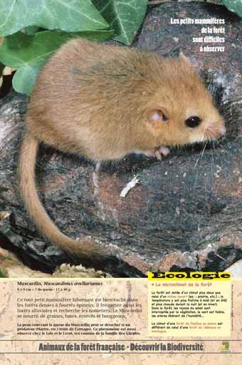 Panneau de l'exposition Animaux de la foret de France