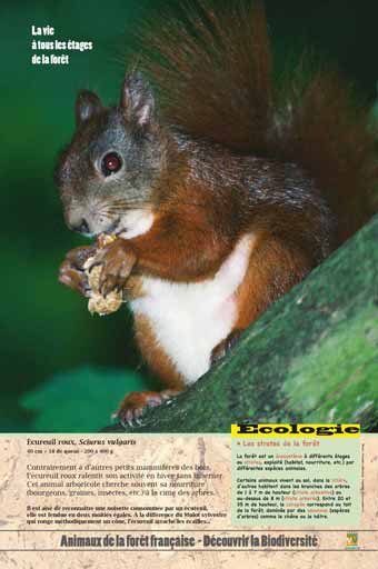 Panneau de l'exposition Animaux de la foret de France