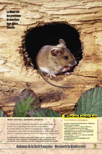 Panneau de l'exposition Animaux de la foret de France