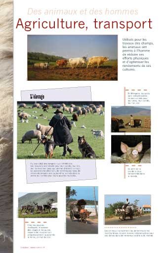 Panneau de l'exposition Des animaux et des hommes