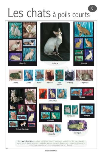 Panneau de l'exposition Animaux de compagnie