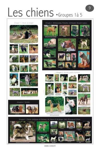Panneau de l'exposition Animaux de compagnie