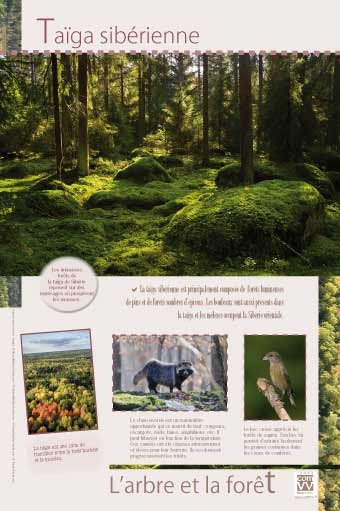 Panneau de l'exposition L'arbre et la foret