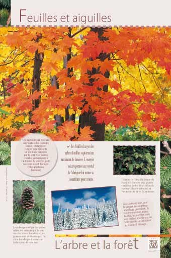 Panneau de l'exposition L'arbre et la foret