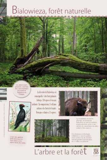 Panneau de l'exposition L'arbre et la foret