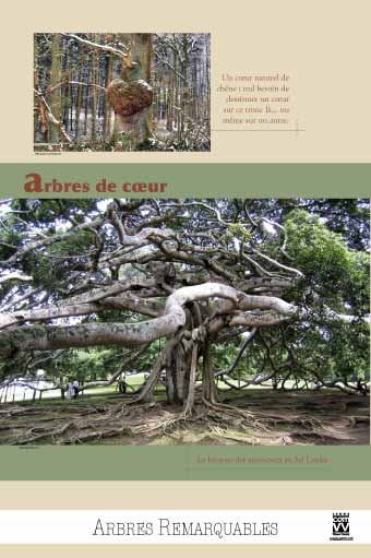 Panneau de l'exposition Arbres remarquables