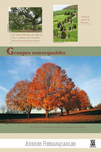 Panneau de l'exposition Arbres remarquables
