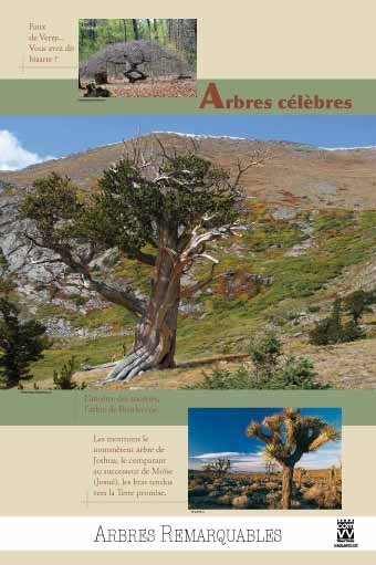 Panneau de l'exposition Arbres remarquables