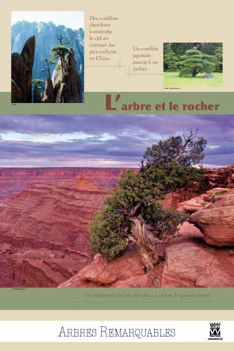 Panneau de l'exposition Arbres remarquables