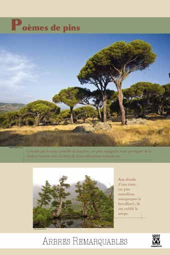 Panneau de l'exposition Arbres remarquables