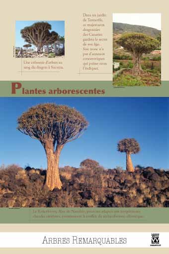Panneau de l'exposition Arbres remarquables