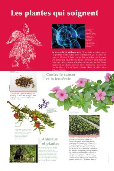 Panneau de l'exposition Plantes medicinales