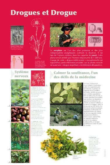 Panneau de l'exposition Plantes medicinales