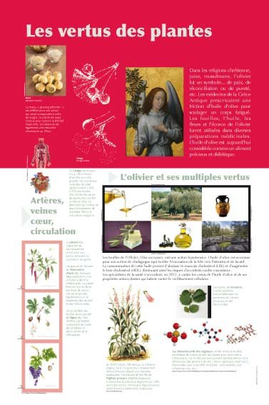 Panneau de l'exposition Plantes medicinales