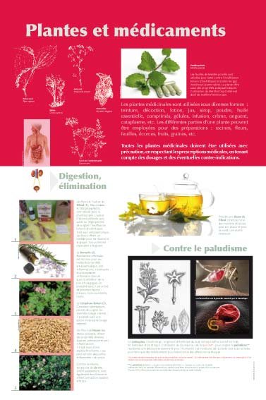 Panneau de l'exposition Plantes medicinales
