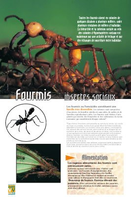 Panneau de l'exposition Abeilles