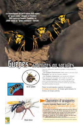 Panneau de l'exposition Abeilles