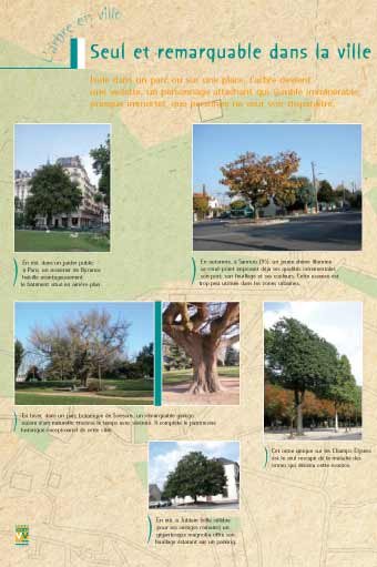 Panneau de l'exposition L'arbre en ville