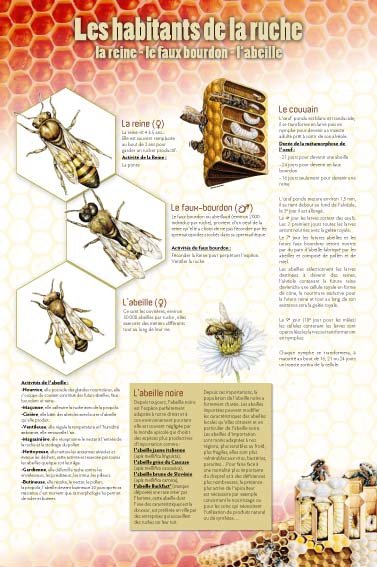 Panneau de l'exposition Apiculture et produits de la ruche