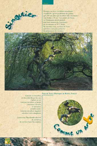 Panneau de l'exposition Comme un arbre