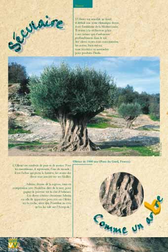 Panneau de l'exposition Comme un arbre