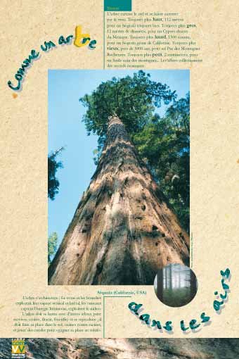 Panneau de l'exposition Comme un arbre