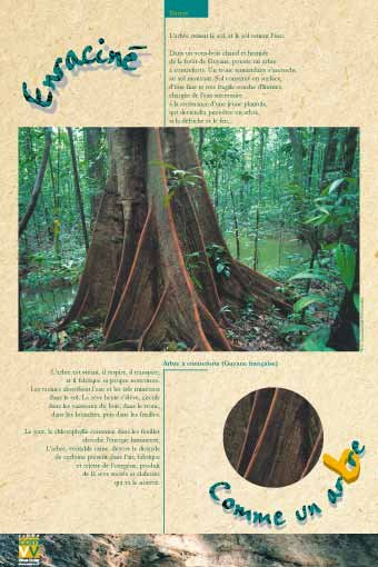 Panneau de l'exposition Comme un arbre
