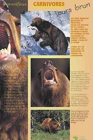 Panneau de l'exposition Carnivores