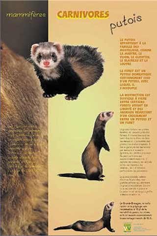 Panneau de l'exposition Carnivores