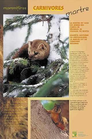 Panneau de l'exposition Carnivores
