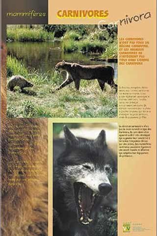 Panneau de l'exposition Carnivores