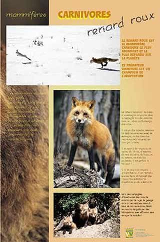 Panneau de l'exposition Carnivores