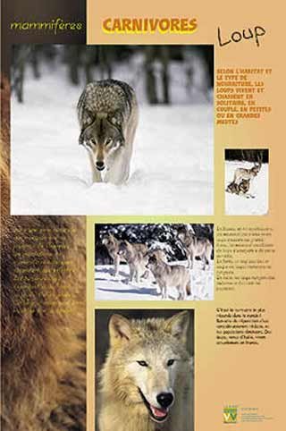 Panneau de l'exposition Carnivores