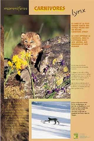 Panneau de l'exposition Carnivores