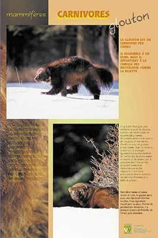 Panneau de l'exposition Carnivores