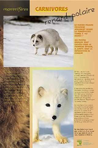 Panneau de l'exposition Carnivores