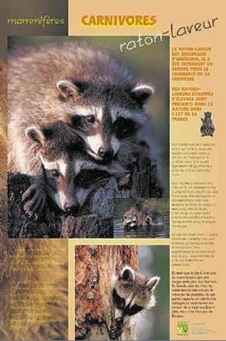 Panneau de l'exposition Carnivores