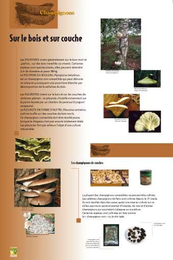 Panneau de l'exposition Champignons