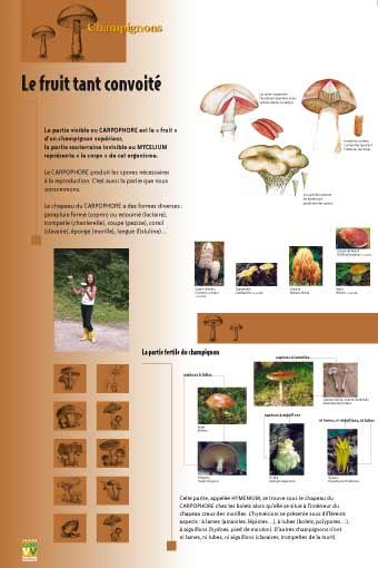 Panneau de l'exposition Champignons